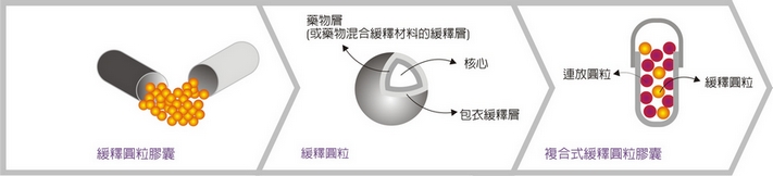 竹炭微粒剖面圖,大腸定點釋放微粒劑型,竹炭微粒